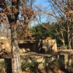 Lions at the National Zoo