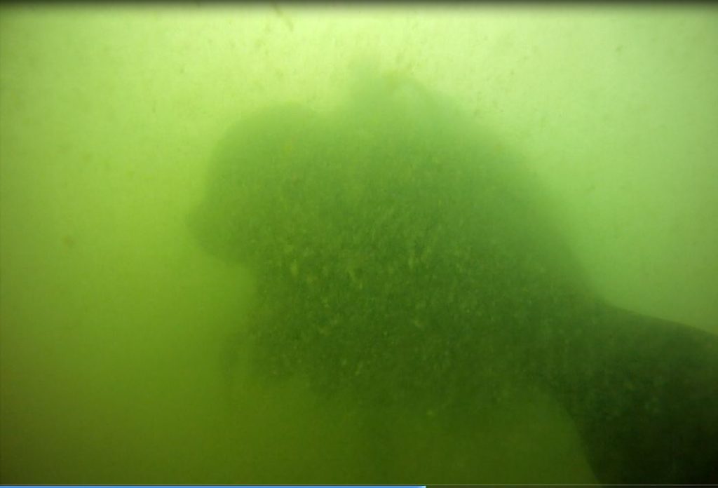 As Kira says, "water so green, you can't always see your hand extended in front of you." The visibility in this image would be considered 'good' compared to many of the days we have spent diving in near darkness.