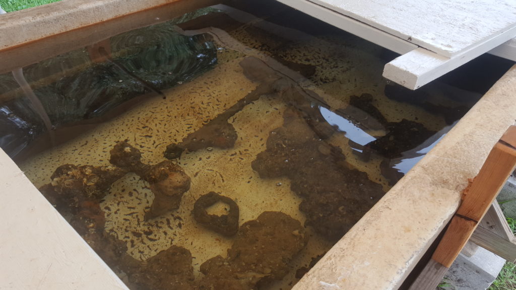 Logfish vat with concretions to be kept