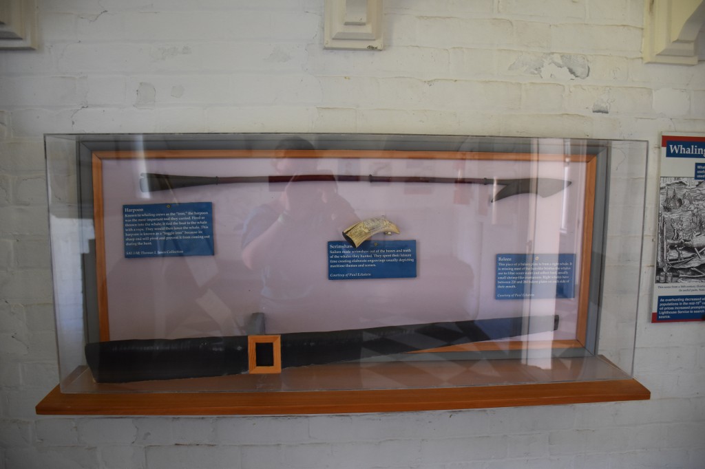 Harpoon in whaling display, with scrimshaw and baleen.